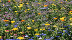 Blumenwiese Bad Waldsee